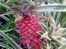 Ivory Pineapple